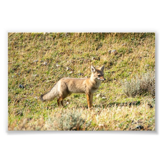 Impression Photo Renard gris (Devant)