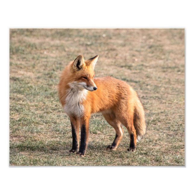 Impression Photo Renard rouge 14x11 dans un champ (Devant)