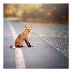 Impression Photo Renard rouge Assis sur le côté de la route