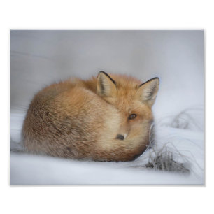 Impression Photo Renard Rouge En Neige En Hiver