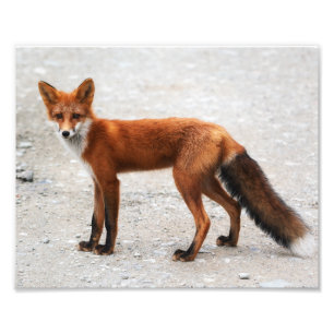 Impression Photo Renard rouge sauvage avec une belle peau