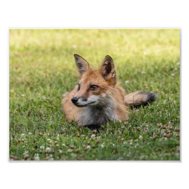 Impression Photo Renard Rouge Sur Un Lit De Clover (Horizonal) (Devant)