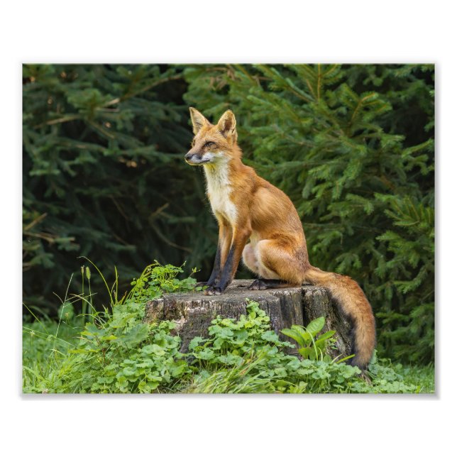 Impression Photo Renard Rouge Sur Un Piédestal (Devant)