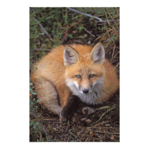 Impression Photo renard rouge, Vulpes vulpes, en couleurs automnale