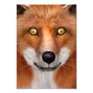 Impression Photo Renard roux