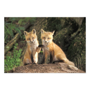 Impression Photo Renardeau renard roux devant terrier Vulpes vulpes