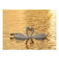 Rencontre de couple de cygne au coucher du soleil
