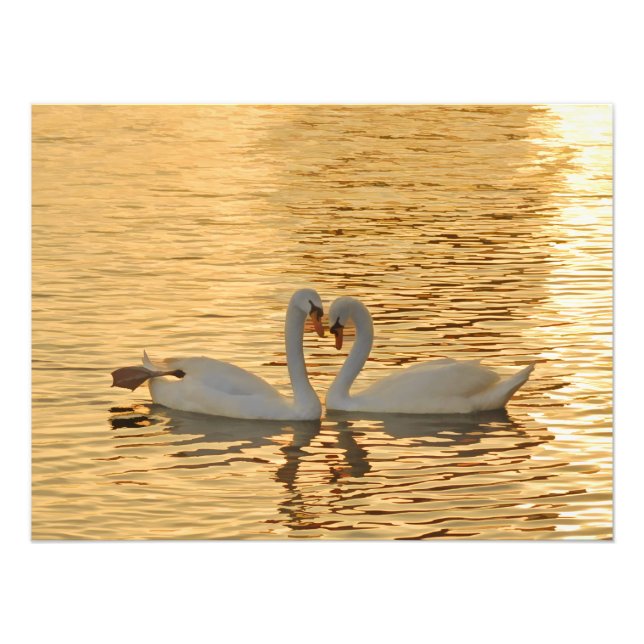 Impression Photo Rencontre de couple de cygne au coucher du soleil (Devant)