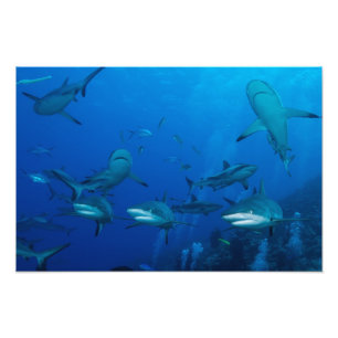 Impression Photo Requin de récif Grande Barrière de corail Mer de C