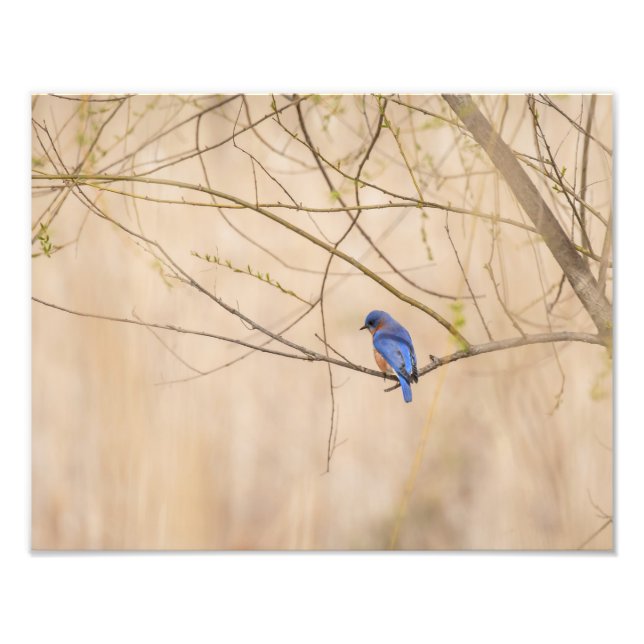 Impression Photo Ressort de Bluebird (Devant)