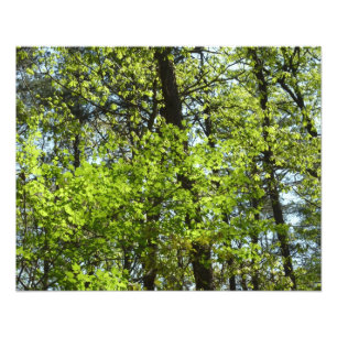 Impression Photo Ressource Feuille