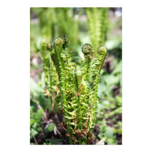 Impression Photo Réveil de la jeune fougère dans le jardin