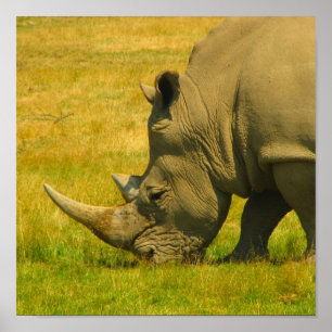 Impression photo Rhino