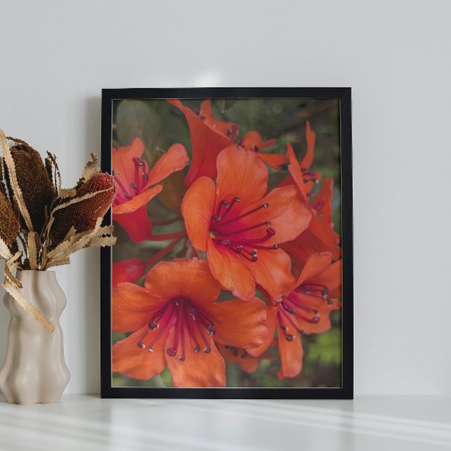Impression Photo Rhododendron clair Orange fleurit Floral (In Situ (Framed))