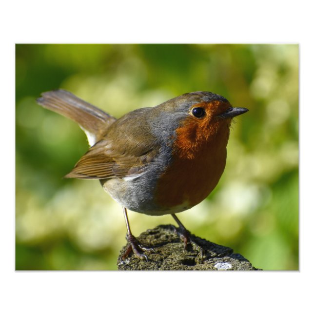 Impression Photo Robin (Devant)