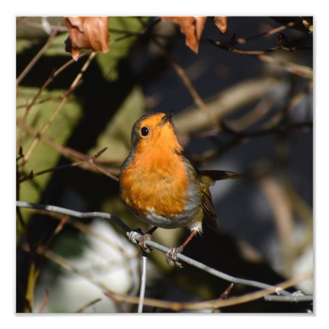 Impression Photo Robin (Devant)