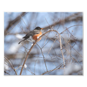 Impression Photo Robin américain mignon assis sur une branche de ne