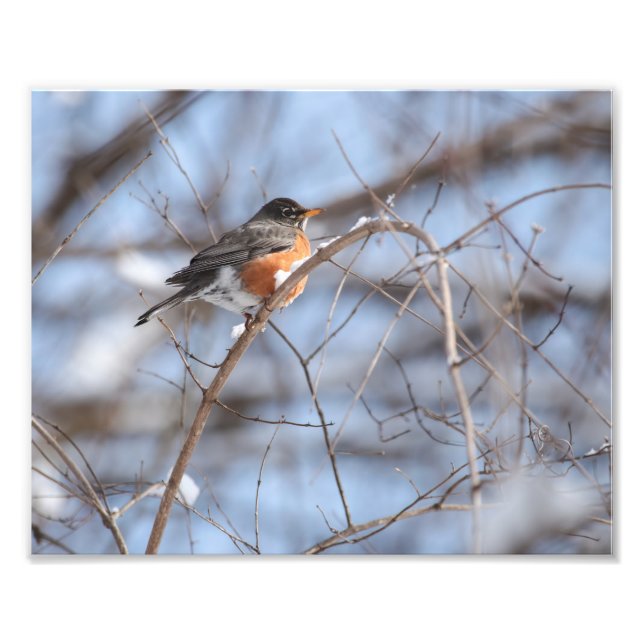 Impression Photo Robin américain mignon assis sur une branche de ne (Devant)