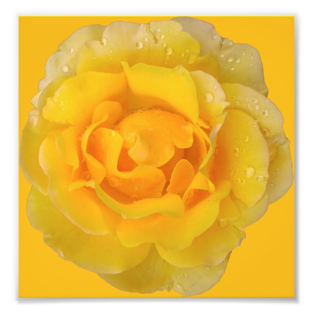 Impression Photo Romantique Rose Jaune gouttes d'eau (Devant)