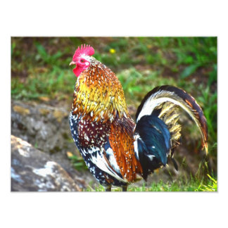 Impression Photo Rooster coloré - Kauai, Hawaii