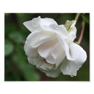 Impression Photo Rose blanche avec Raindrops Floral 8x10