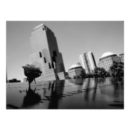 Impression Photo Rose blanche du souvenir