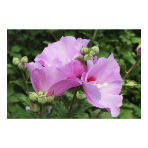 Impression Photo Rose de Sharon 36"x24"