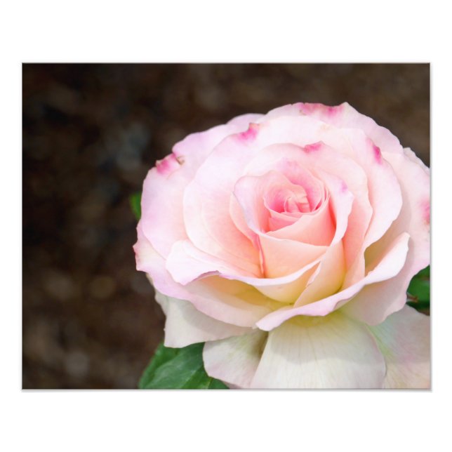 Impression Photo Rose Douce (Devant)