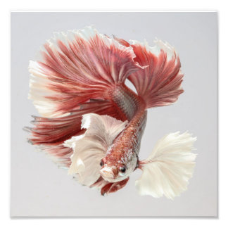 Impression Photo Rose Dumbo demi-lune Betta Poisson 2