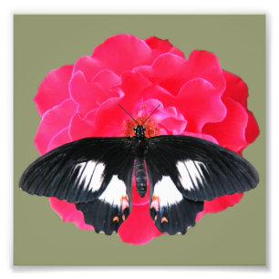 Impression Photo Rose et Swallowtail