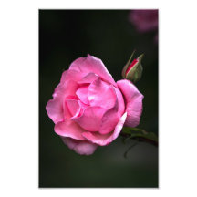 Impression photo rose florale photographie de la n