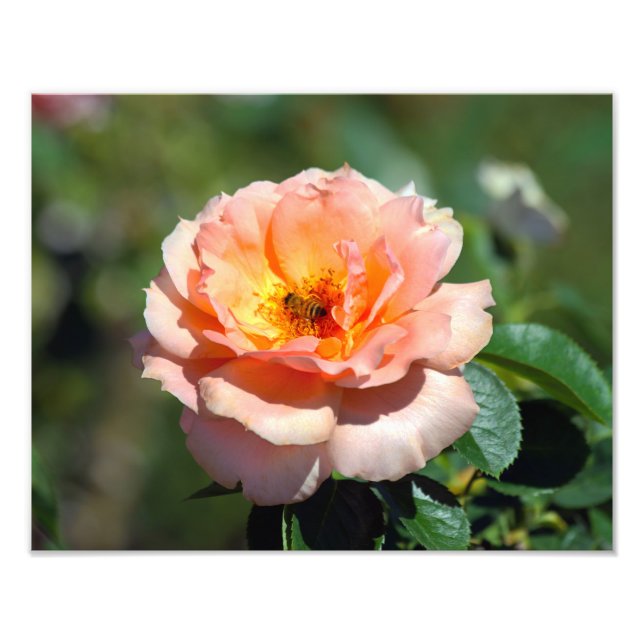 Impression Photo Rose Hybride Apricot Avec Abeille De Miel (Devant)