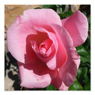 Impression Photo Rose III Jardin Floral