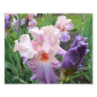 Impression photo rose Iris 10"x8"