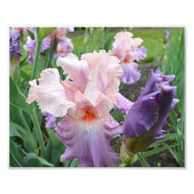 Impression photo rose Iris 10"x8" (Devant)