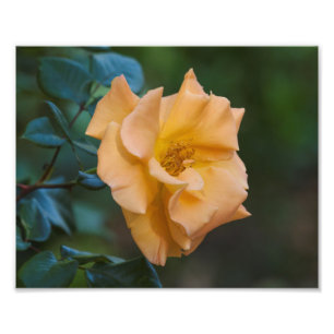 Impression Photo Rose orange
