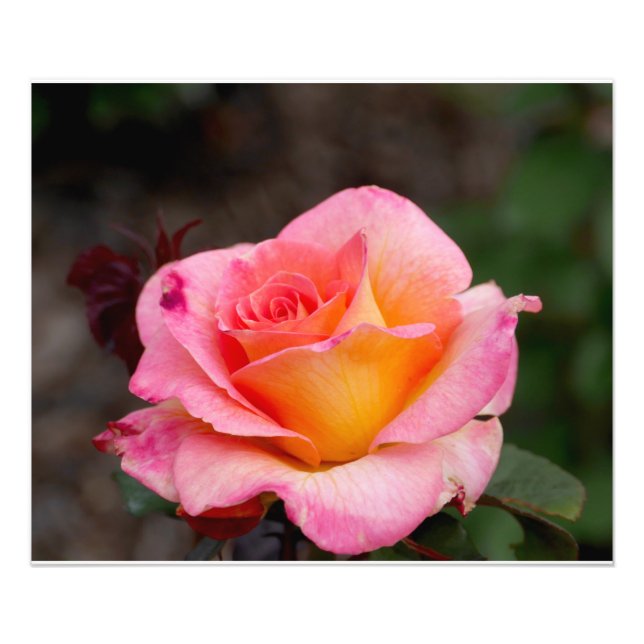 Impression Photo Rose orange (Devant)