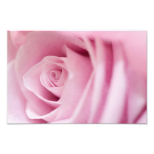 Impression Photo Rose rose