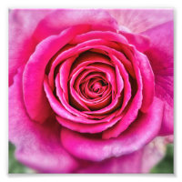 Rose rose chaud