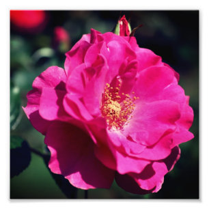 Impression Photo Rose rose en pleine fleur Fermer 8x8