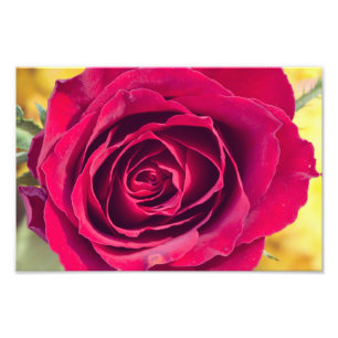 Impression Photo Rose rouge