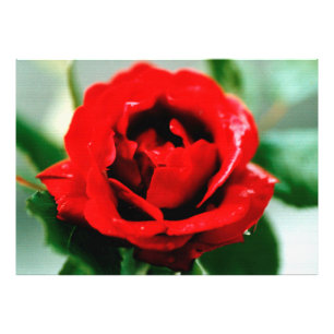 Impression Photo Rose rouge avec gouttes de ragoût