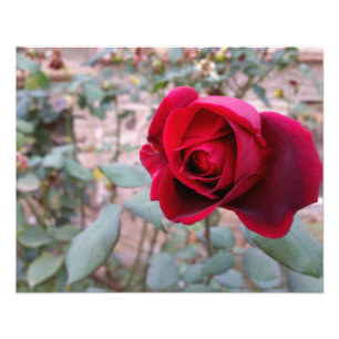 Impression Photo Rose rouge d'automne