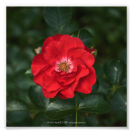 Impression Photo Rose rouge P6568