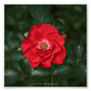 Impression Photo Rose rouge P6568
