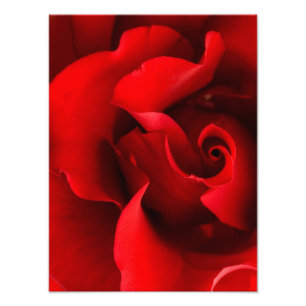 Impression Photo Rose rouge - Rose Modèle Customisé