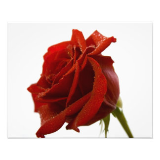 Impression Photo Rose rouge simple avec gouttes de ragoût