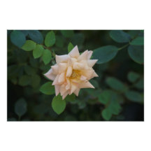 Rose Vanilla