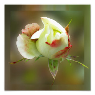 Impression Photo rosebud brillant