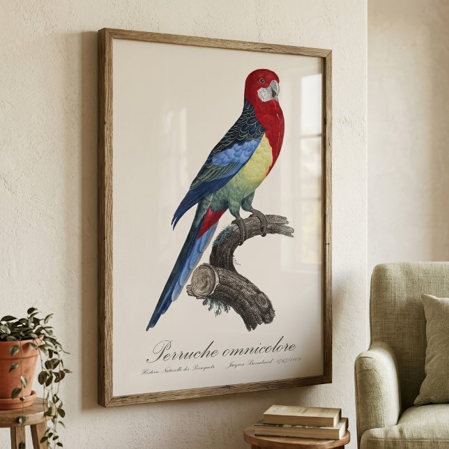 Impression Photo Rosella orientale ou Perruche à tête pâle (Eastern rosella or Platycercus eximius parakeet. Photo Print)